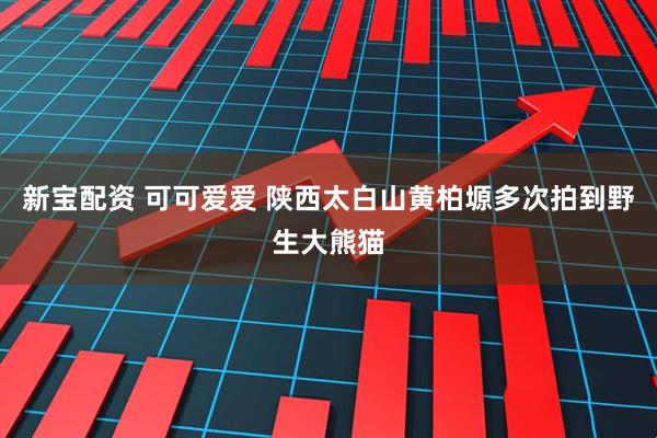 新宝配资 可可爱爱 陕西太白山黄柏塬多次拍到野生大熊猫